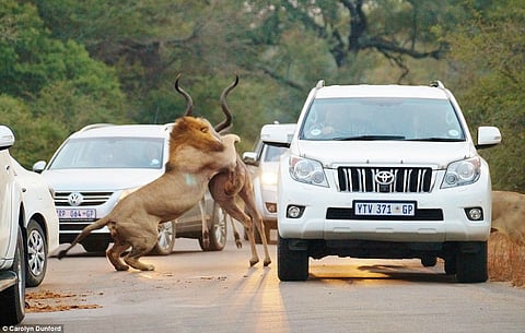 When lions hunted an antelope on a busy South African road