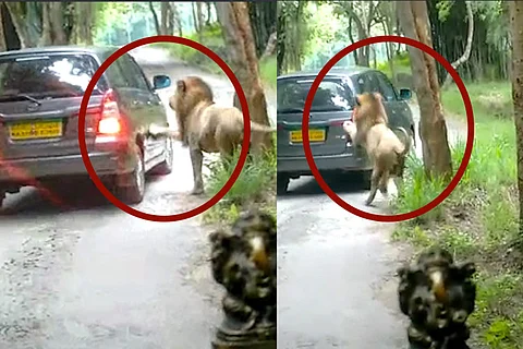 Lions leapt at our car in Bannerghatta: we freaked out, so did the lions