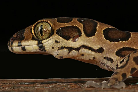 New lizard species discovered in Mumbai, named after Bengaluru-based scientist