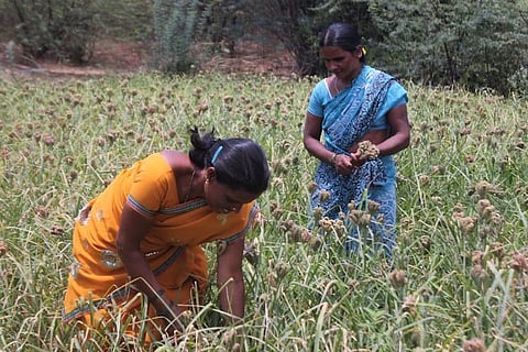 Allocate funds to help women affected by farmer suicides: Activists urge K’taka govt