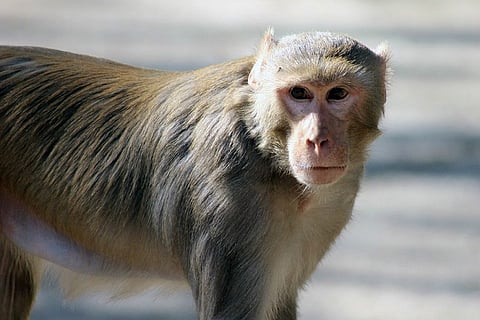 How to get a monkey out of your bed? New problem confounding IITians