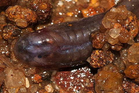 Secretive tadpole discovered in Western Ghats: It burrows through sand and lives in the dark