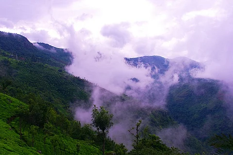 Saving the sholas: To overcome drought, Nilgiris’ forest communities return to traditional wisdom