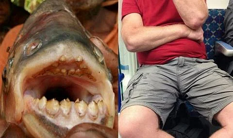 Have you heard of the deadly fish which goes after the male crotch?