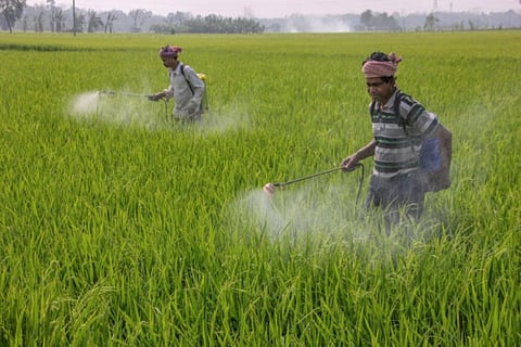 Representative image of farmers spraying pesticide