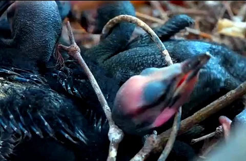 Railway officials booked in Kerala after tree with nests of over 100 migratory birds cut