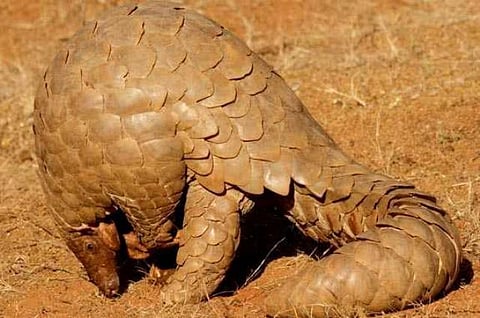 How the world's most hunted animal is being poached in the Western Ghats, and we aren't doing much about it