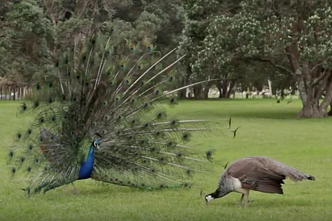 Peacock sex is breaking the internet, thanks to one Rajasthan High Court judge