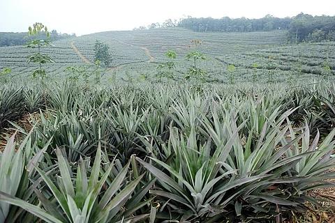 The Vazhakulam pineapple: The fruit that has brought prosperity to this Kerala town
