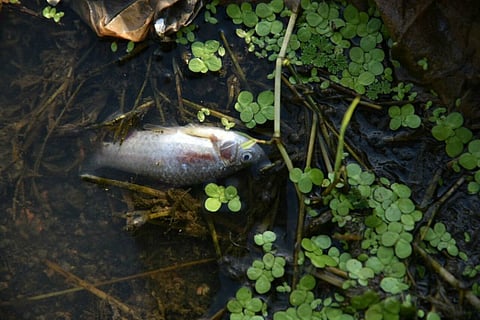 Telangana lake becomes graveyard of 70,000 fish, thanks to sewage, medical waste