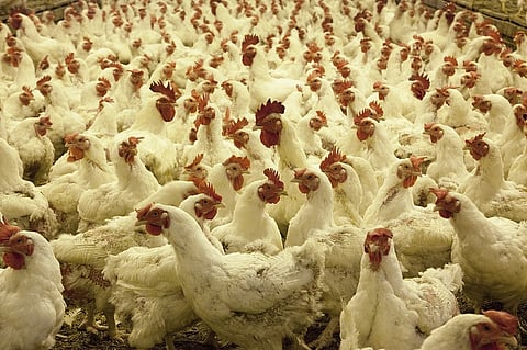 Meet MLIT, the Hyd-based startup that wants to digitize the Indian poultry industry