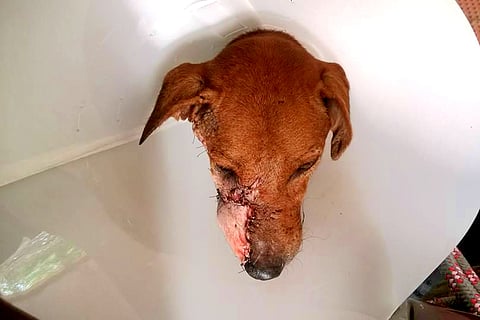 How Ramu, a 6-year-old Chennai dog got a new face after cosmetic surgery