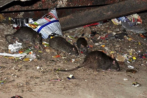 Railways hire 'contract killer' to end rat menace