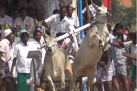 Bulls electrocuted, bitten and tortured for rekla races in TN, alleges PETA