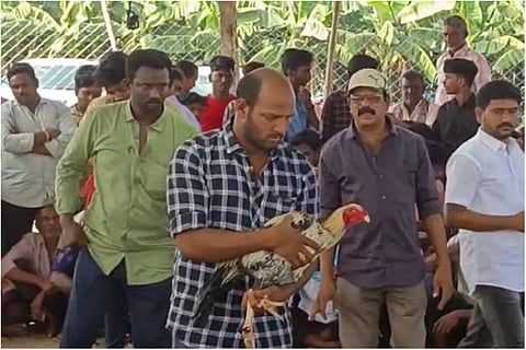 rooster fight