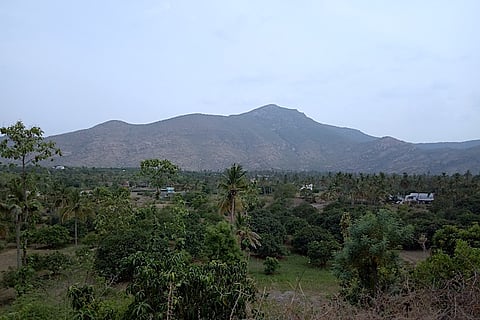 How the mango belt of TN is being lost to the proposed Salem-Chennai super highway