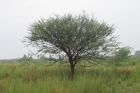Is the Karuvelam tree an ecological threat? Experts divided as Madras HC stays its eradication