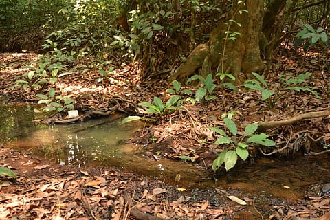 In a drought-hit country, sacred groves are crucial for climate resilience