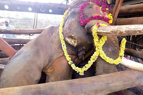 Rescued from Bengaluru outskirts, Sidda elephant dies after prolonged battle with injuries