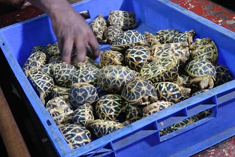 150 star tortoises seized from unidentified man at Chennai Central station