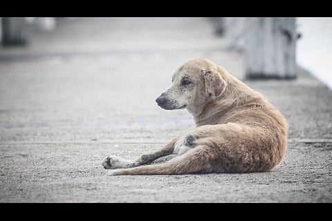 How ‘reflective collars’ are coming to the rescue of stray dogs in Bengaluru