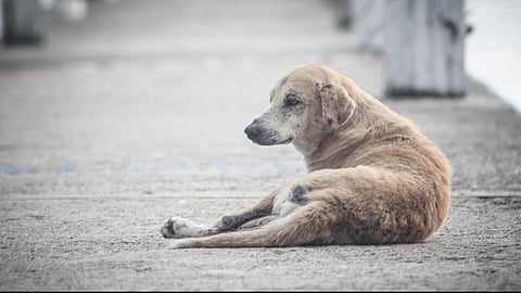A single street dog lying down near what appears to be a concrete path