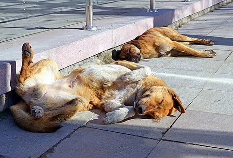 SC committee says reduce stray dog numbers in Kerala or people will be forced to cull them