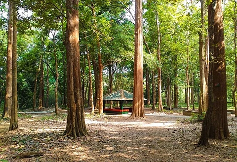 Environmentalists oppose govt’s monoculture plantation move in Kerala forests