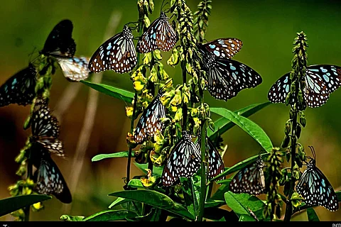 Blue tiger butterflies