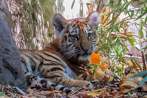 Thai Tiger Temple may shut down after 40 dead cubs found in freezer
