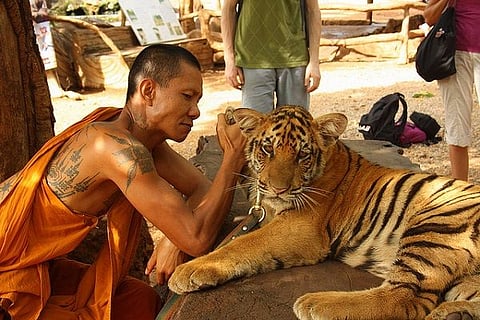 Good riddance to Thailand’s infamous ‘tiger temple’