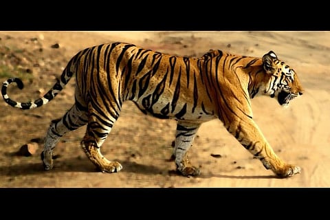 Tigress dies at Thrissur Zoo, India loses its 100th tiger this year