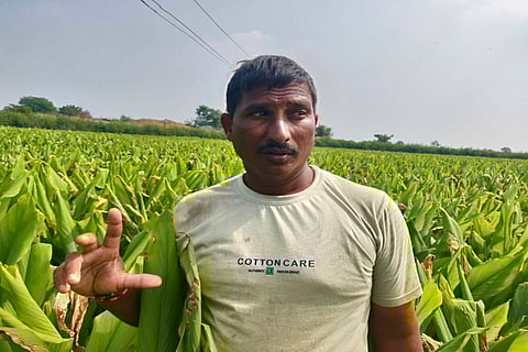 'Everyone used us': For Telangana's turmeric farmers, nothing has changed after LS polls