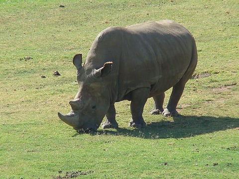 Round the clock protection for the only remaining male white Rhino in the world