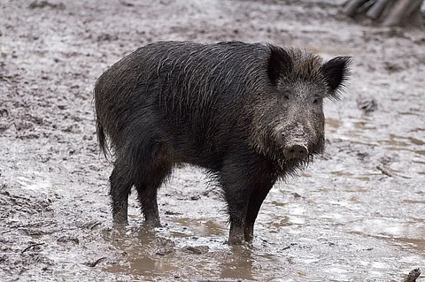  Karnataka govt allows Ramnagara farmers to hunt wild boars if found damaging crops