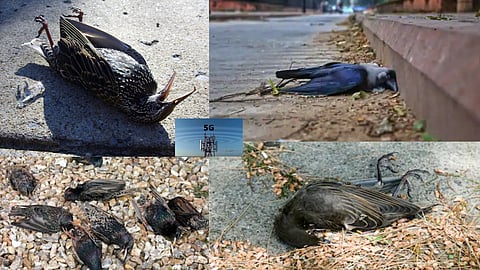 खारघर मध्ये मृत कावळ्याचा संख्येत वाढ, नागरिकांमध्ये भीतीचे वातावरण…