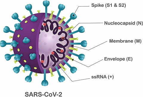 Climate impact on coronavirus