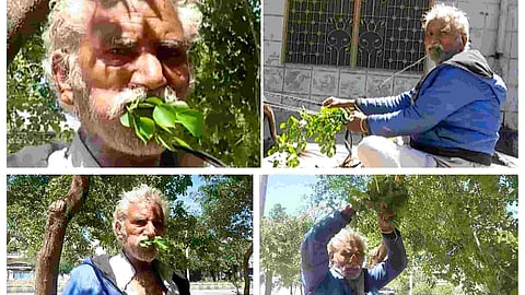 இலை உண்ணும் மனிதர்