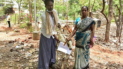 ஆடுகள்