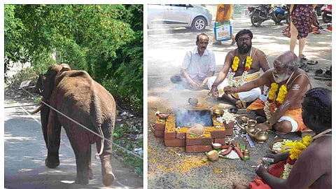 அரிசிக்கொம்பன்
