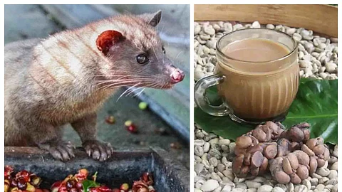 Coffee
