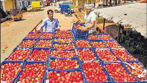 Tomato
