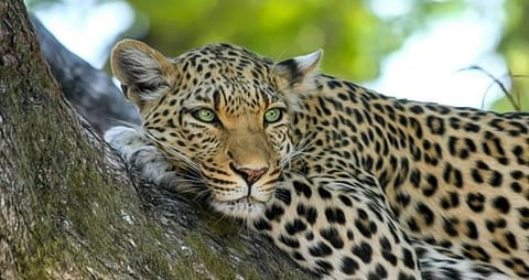 നെല്ലിയാമ്പതിയിൽ കിണറ്റിൽ വീണ പുലിയെ പുറത്തെത്തിച്ചു | leopard rescue