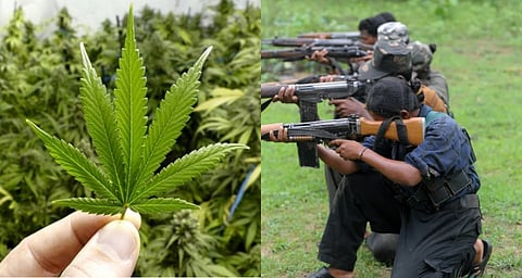 Hybrid cannabis smuggling