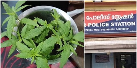 cannabis plants seized