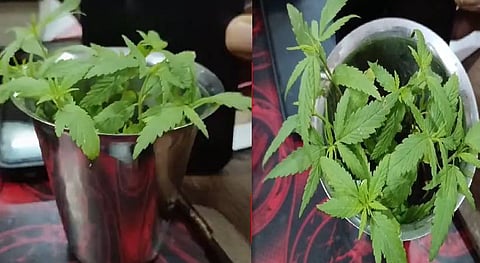 Growing cannabis at home