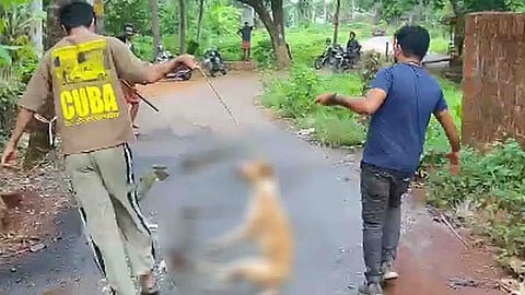 മുപ്പതോളം പേരെ കടിച്ചു, കണ്ണൂര് ചക്കരക്കല്ലില് ഭീതിപരത്തിയ തെരുവ് നായയെ കൊന്നു