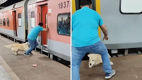 dog