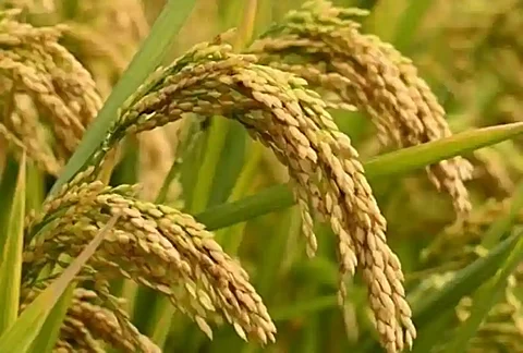 Factcheck: കൊയ്ത്തു കഴിഞ്ഞിട്ടും നെല്ല് സംഭരിക്കുന്നില്ല; പ്രചാരണം വ്യാജമെന്ന് അധികൃതർ