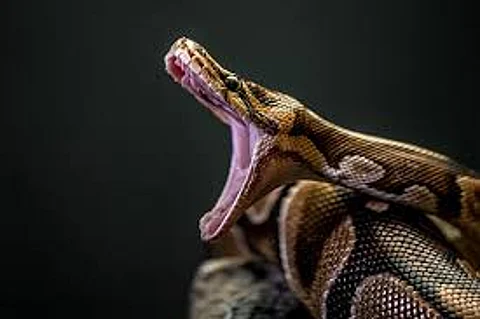 python